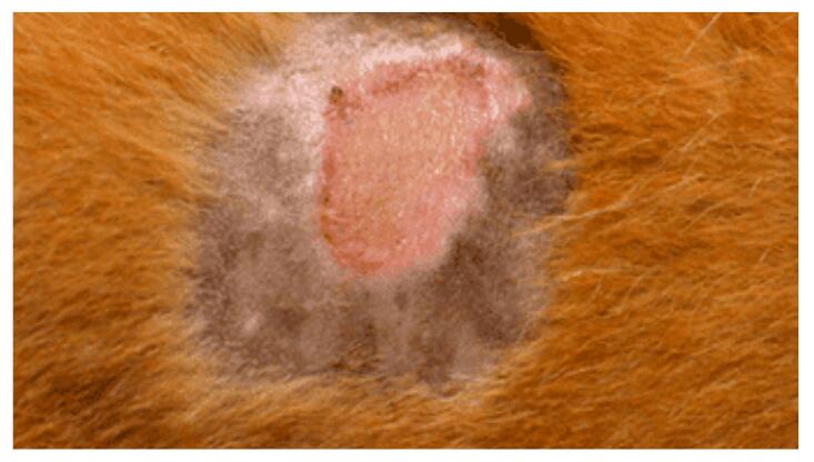 staph skin infection in dogs