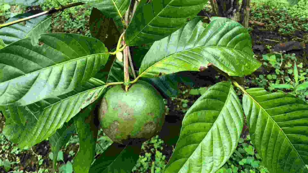 Borojo Fruit