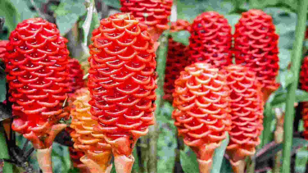 Shampoo Ginger Lily Plant