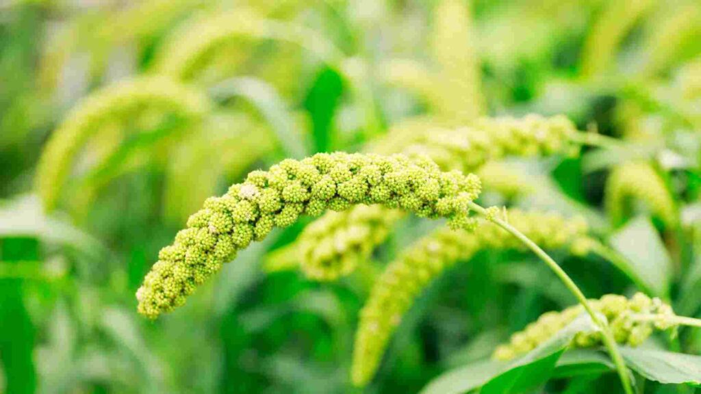 Foxtail millet
