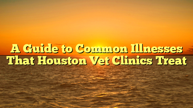 A Guide to Common Illnesses That Houston Vet Clinics Treat