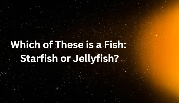 Which of These is a Fish: Starfish or Jellyfish?