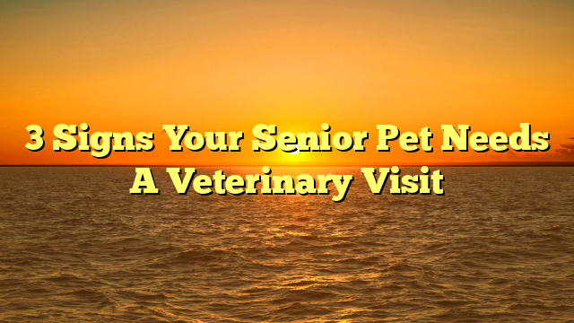3 Signs Your Senior Pet Needs A Veterinary Visit