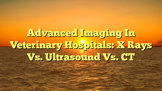 Advanced Imaging In Veterinary Hospitals: X Rays Vs. Ultrasound Vs. CT