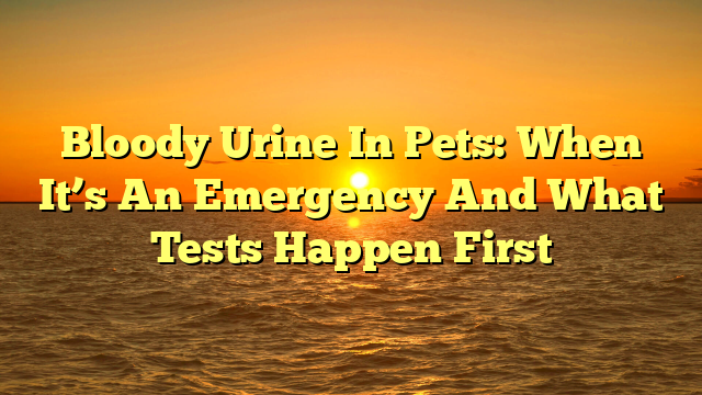 Bloody Urine In Pets: When It’s An Emergency And What Tests Happen First