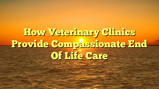 How Veterinary Clinics Provide Compassionate End Of Life Care