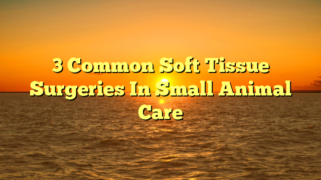 3 Common Soft Tissue Surgeries In Small Animal Care