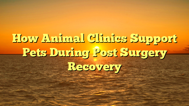 How Animal Clinics Support Pets During Post Surgery Recovery